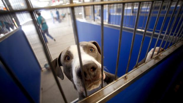 Name your own adoption fee at Pima Animal Care Center this weekend